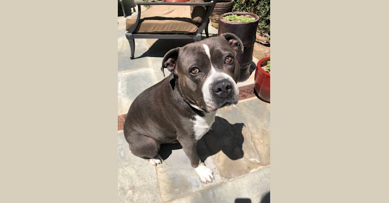 Photo of Higgins, an American Bully  in Lancaster, California, USA