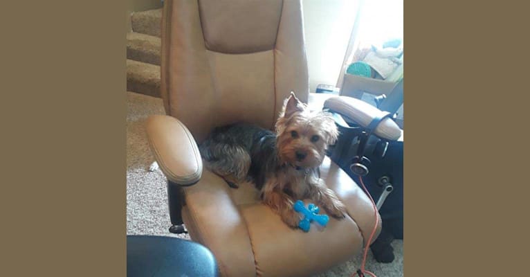 Chauncey, a Yorkshire Terrier tested with EmbarkVet.com