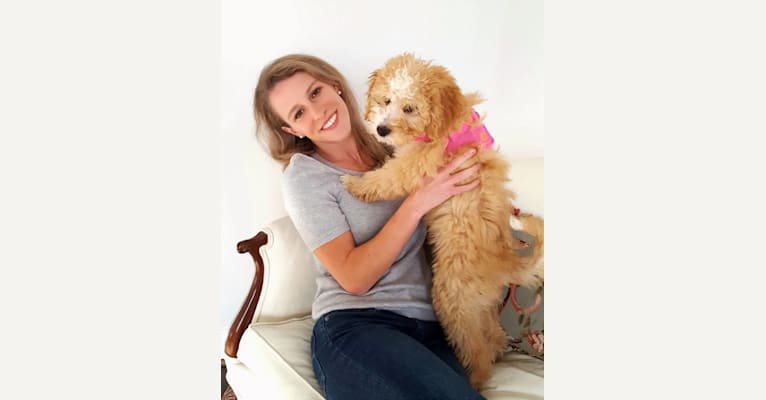 Lillie Angel, a Goldendoodle tested with EmbarkVet.com