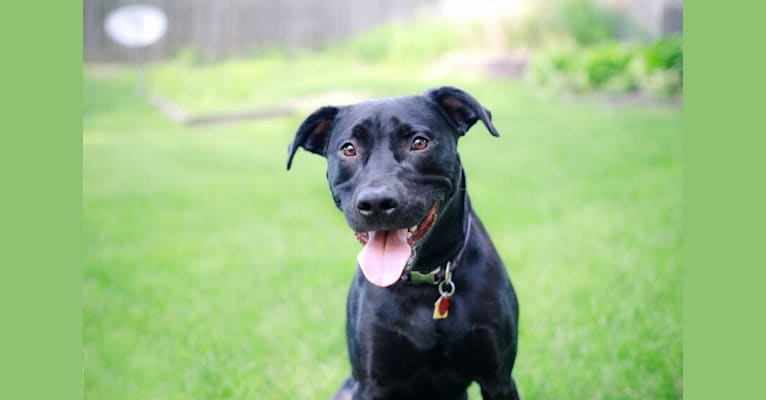 Mac, a Staffordshire Terrier and Labrador Retriever mix tested with EmbarkVet.com