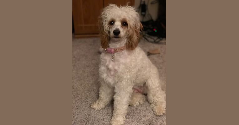 Photo of Trysta Belle, a Cockapoo  in Milwaukee, Wisconsin, USA