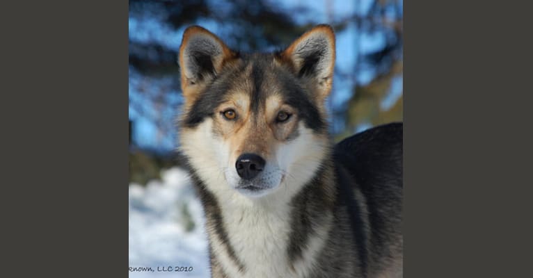 Hedlund husky new arrivals