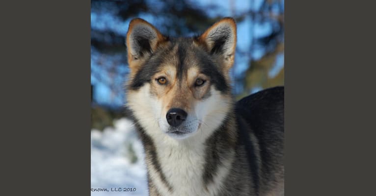 Oken, an Alaskan-type Husky tested with EmbarkVet.com