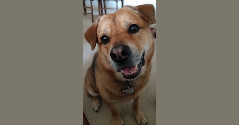 Sully, a Chow Chow and Rottweiler mix tested with EmbarkVet.com
