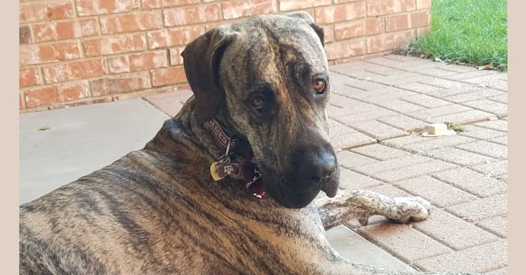 Great dane cheap mastiff mix brindle