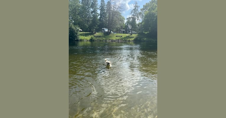 Walter, an Alaskan Malamute and Siberian Husky mix tested with EmbarkVet.com
