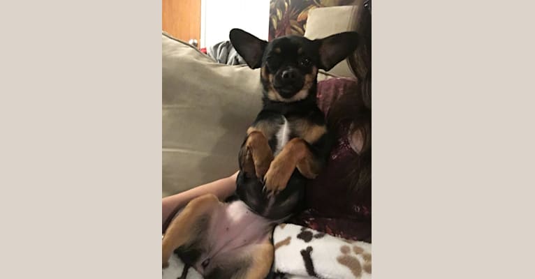 Ivy, a Chihuahua and Dachshund mix tested with EmbarkVet.com