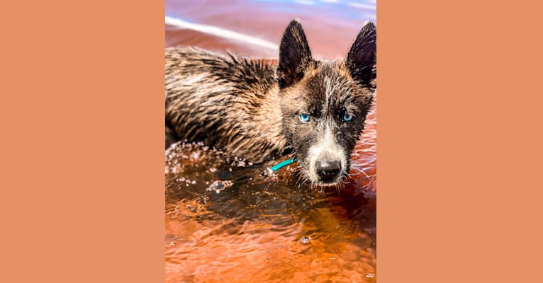 Zehira, a Siberian Husky and German Shepherd Dog mix tested with EmbarkVet.com