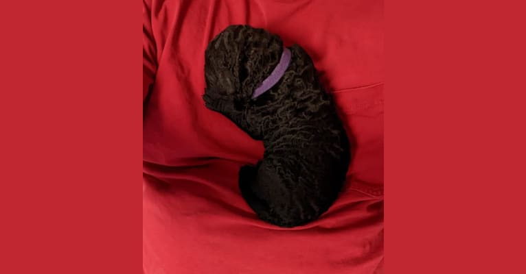 Pixie, a Curly-Coated Retriever tested with EmbarkVet.com