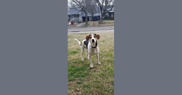Photo of Clyde, a Basset Hound and Australian Cattle Dog mix in Ivanhoe, Texas, USA