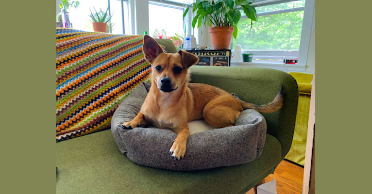 Photo of Chacho, a Chihuahua, Yorkshire Terrier, Rat Terrier, and Pomeranian mix in Chicago, Illinois, USA
