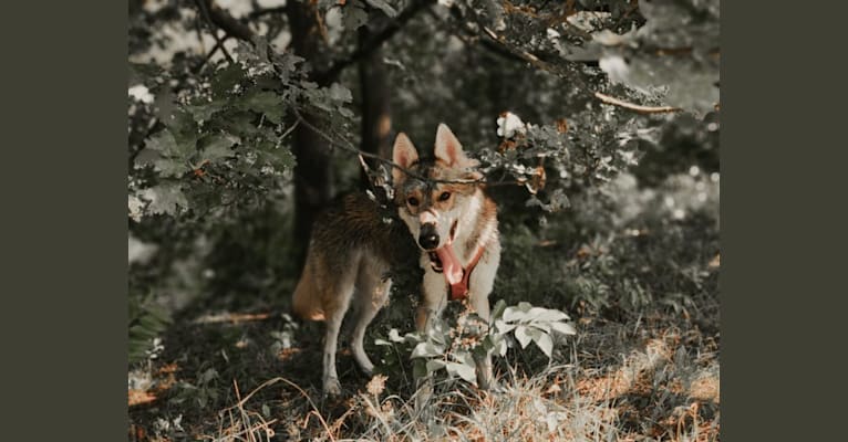 Paco, a Siberian Husky and Alaskan Malamute mix tested with EmbarkVet.com