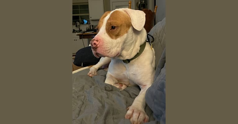 Buster, an American Pit Bull Terrier (10.7% unresolved) tested with EmbarkVet.com