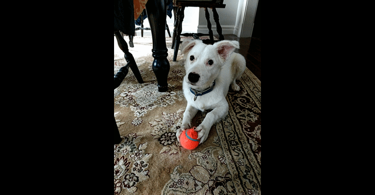 Pasha, a Middle Eastern Village Dog tested with EmbarkVet.com