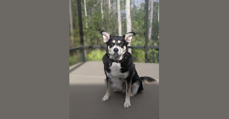 Lana, a Staffordshire Terrier and Siberian Husky mix tested with EmbarkVet.com
