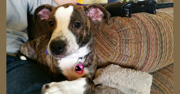 Thea, a Staffordshire Terrier and Labrador Retriever mix tested with EmbarkVet.com