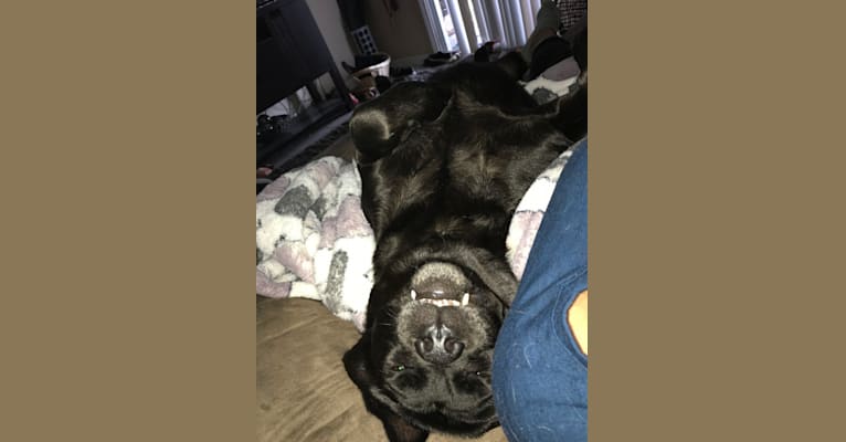Ben, a Bulldog and Neapolitan Mastiff mix tested with EmbarkVet.com