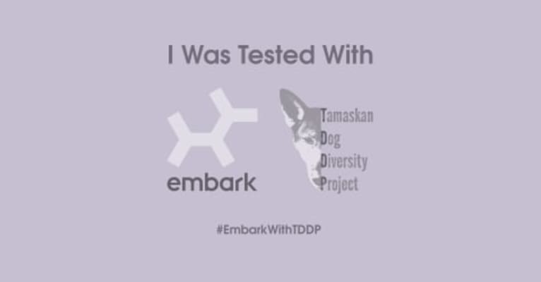 Thabo a dog tested with EmbarkVet.com