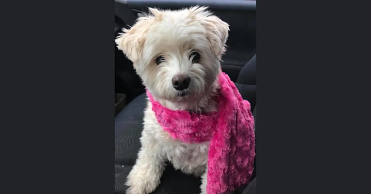 Zuzu, a Miniature Pinscher and Poodle (Small) mix tested with EmbarkVet.com