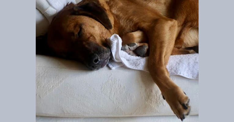 Sansa, a Labrador Retriever and German Shepherd Dog mix tested with EmbarkVet.com