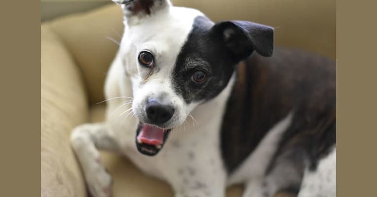 Penny, a Boston Terrier and Beagle mix tested with EmbarkVet.com