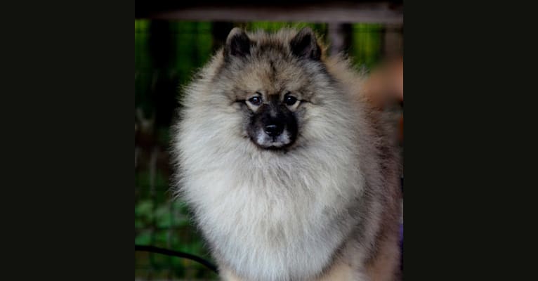 Photo of Shady, a Keeshond  in 1718 Pine Bay Rd, Lake City, SC, USA