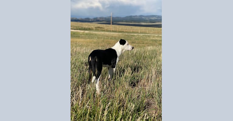 Dip’n’Dots, an Australian Shepherd and Australian Cattle Dog mix tested with EmbarkVet.com