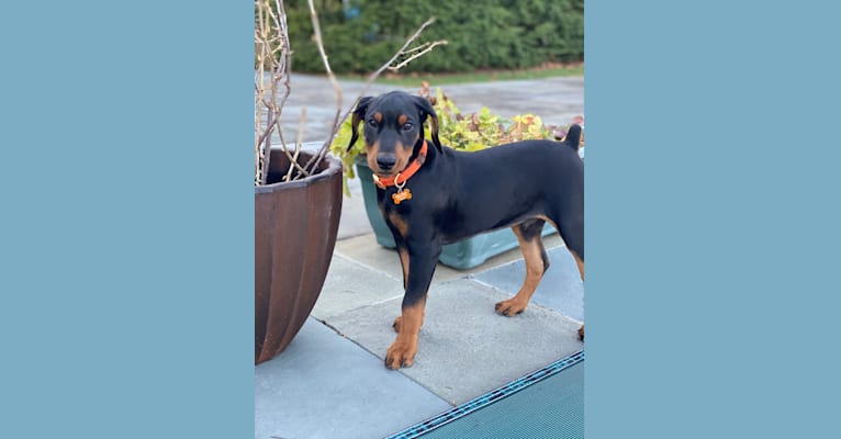 Milan Masia, a German Pinscher tested with EmbarkVet.com