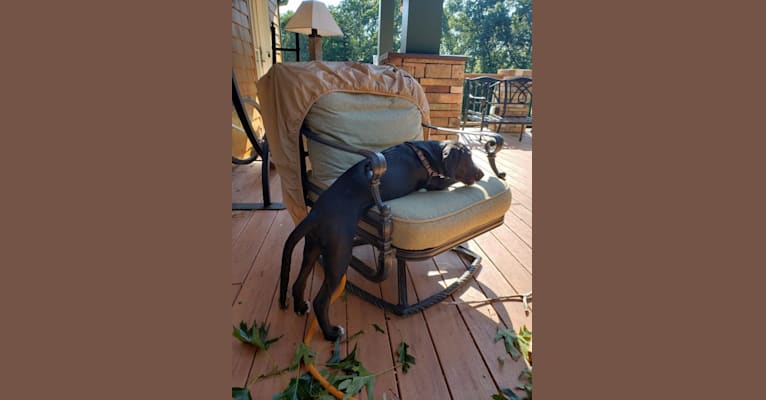 Photo of Ollie Milazzo, an American Foxhound, German Shorthaired Pointer, and Labrador Retriever mix in South Carolina, USA