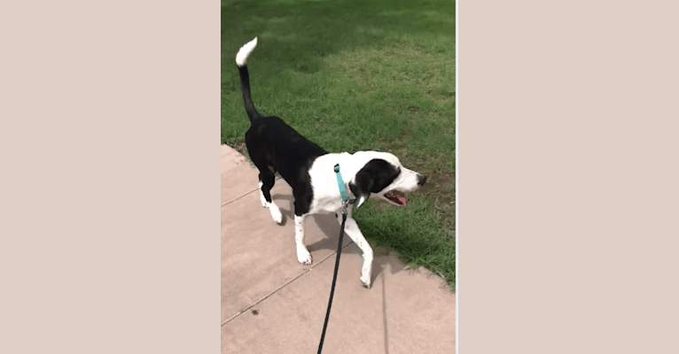 Bentley, a Treeing Walker Coonhound and American Pit Bull Terrier mix tested with EmbarkVet.com