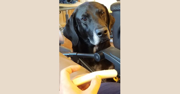 Happy, a Labrador Retriever and Bluetick Coonhound mix tested with EmbarkVet.com