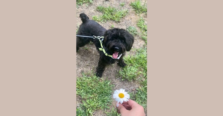 Maxwell (Supaypawawa), a Miniature Schnauzer and Silky Terrier mix tested with EmbarkVet.com