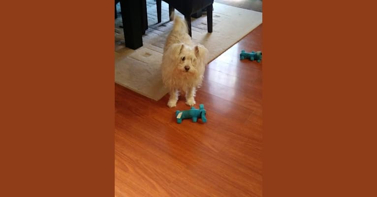 Eddie, a Chihuahua and Miniature Schnauzer mix tested with EmbarkVet.com