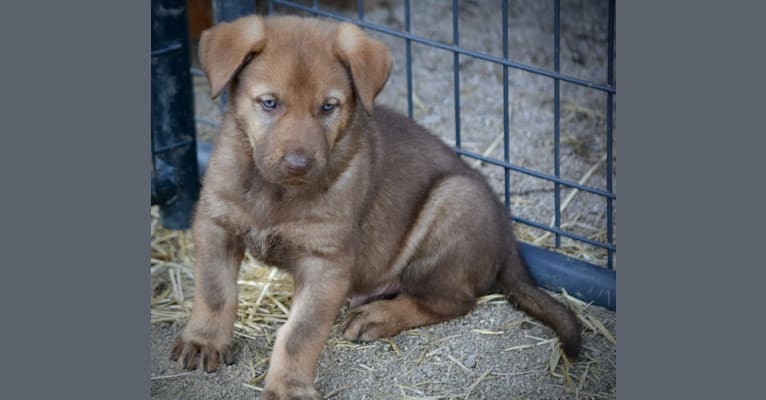 Dozer, a German Shepherd Dog and Labrador Retriever mix tested with EmbarkVet.com