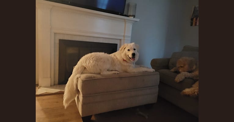 Lady Aurora Jane, a Great Pyrenees tested with EmbarkVet.com