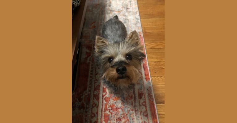 Moose, a Silky Terrier tested with EmbarkVet.com