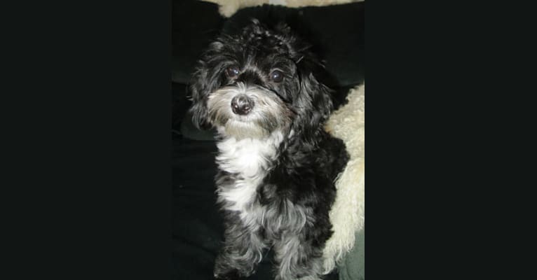 Tickle, a Poodle (Small) and Maltese mix tested with EmbarkVet.com