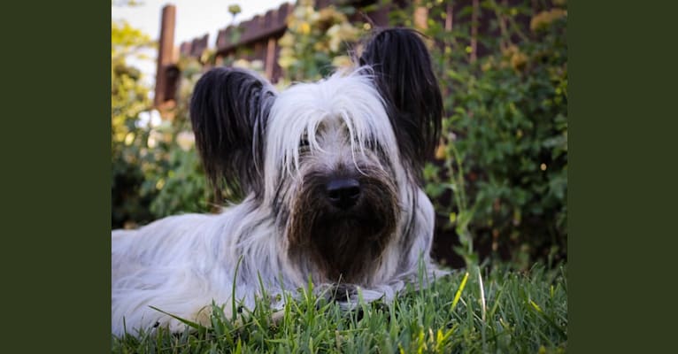Grace, a Skye Terrier tested with EmbarkVet.com