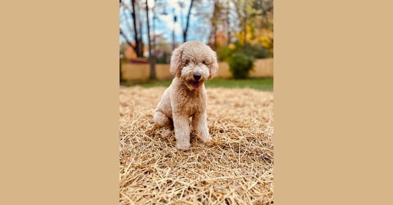 Piper, a Goldendoodle tested with EmbarkVet.com