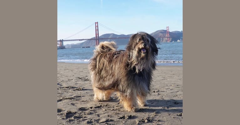 Shiloh, a Shih Tzu and Rottweiler mix tested with EmbarkVet.com