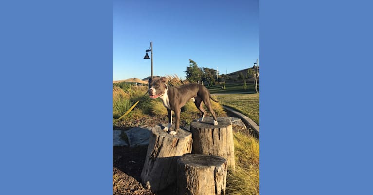 MaSiWei, an American Bully tested with EmbarkVet.com