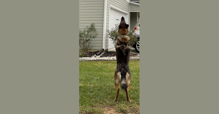 Sidda, a German Shepherd Dog and Belgian Malinois mix tested with EmbarkVet.com