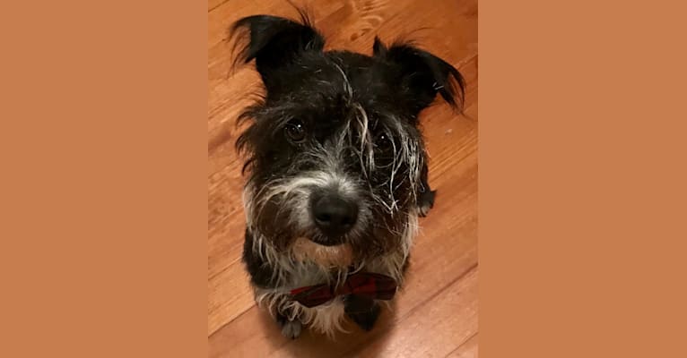 Boston terrier havanese mix best sale