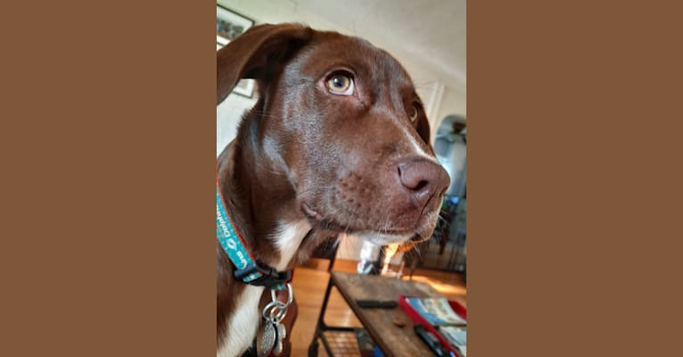 Valkyrie, a Golden Retriever and Labrador Retriever mix tested with EmbarkVet.com
