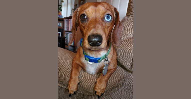 Casey, a Dachshund tested with EmbarkVet.com