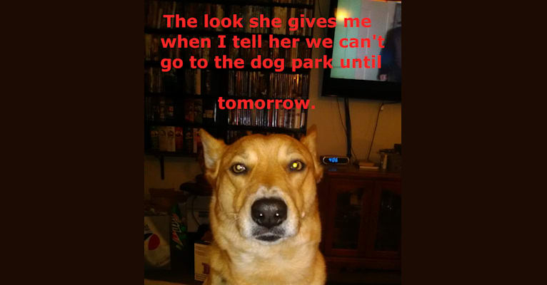 embark dog dna test breed