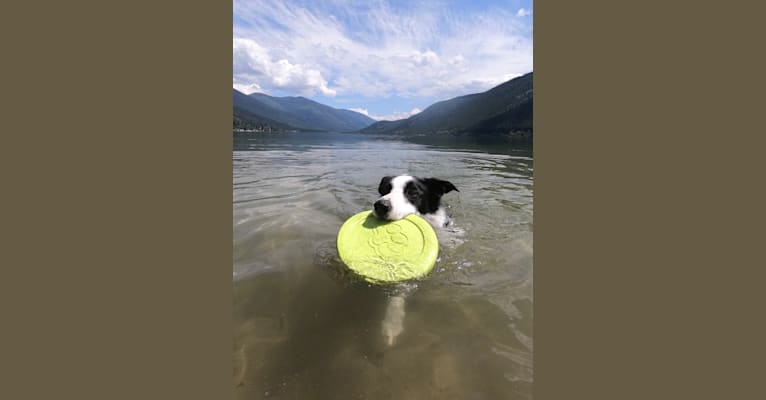 Photo of Jay, a Border Collie  in Edmonton, AB, Canada