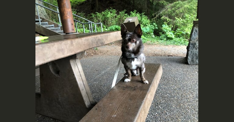 Photo of Buddy, a Pomchi  in Juneau, AK, USA