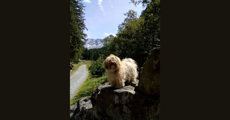 Photo of Lucky, a Havanese  in Almere, Nederland