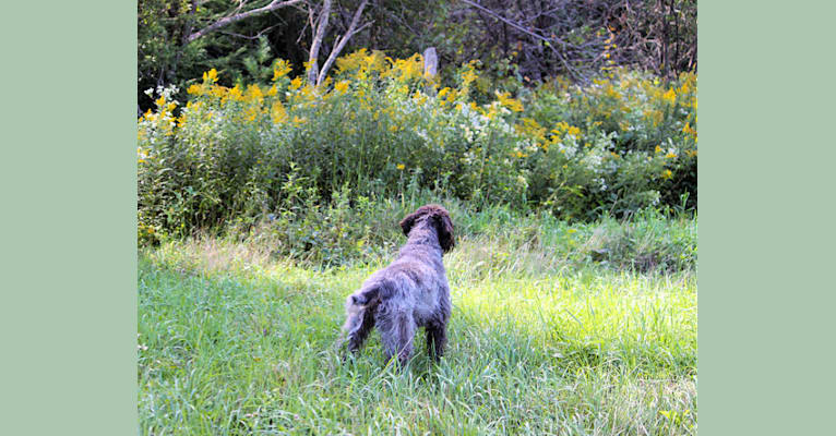 Kanoe, a Wirehaired Pointing Griffon tested with EmbarkVet.com
